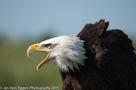 Roofvogels